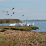 Lapwings and Swans at Stanpit
